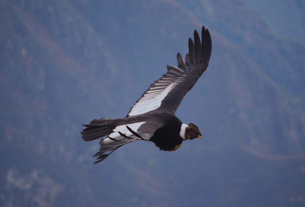 Condor in the Colca Canyon